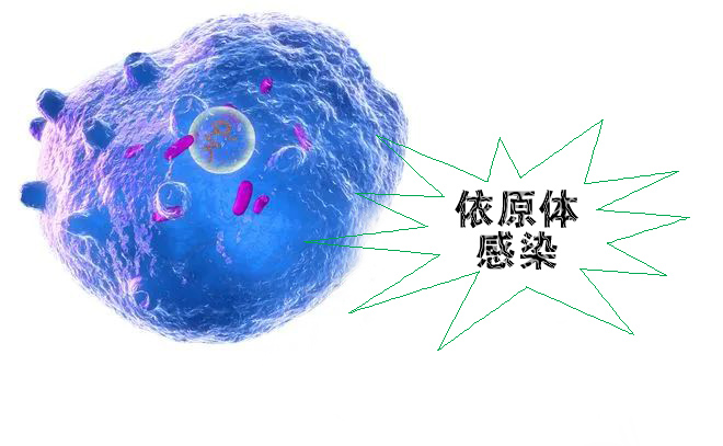 怎么不知不覺就感染了沙眼依原體呢?